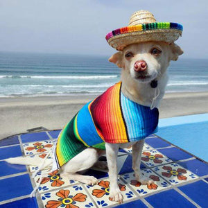 Dog Summer Hat Sombrero Cinco de Mayo