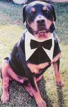 Load image into Gallery viewer, Tuxedo Collar easily fits very large dogs.  18&quot; -32&quot; neck
